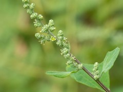 Chenopodium fremontii