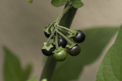 Solanum nigrum