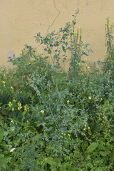 Chenopodium album