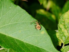 Coreus marginatus