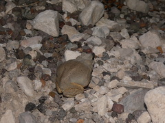 Anaxyrus punctatus