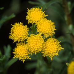 Pentzia cooperi