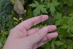 Geranium sibiricum