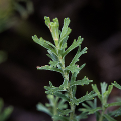 Pentzia cooperi