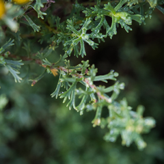 Pentzia cooperi