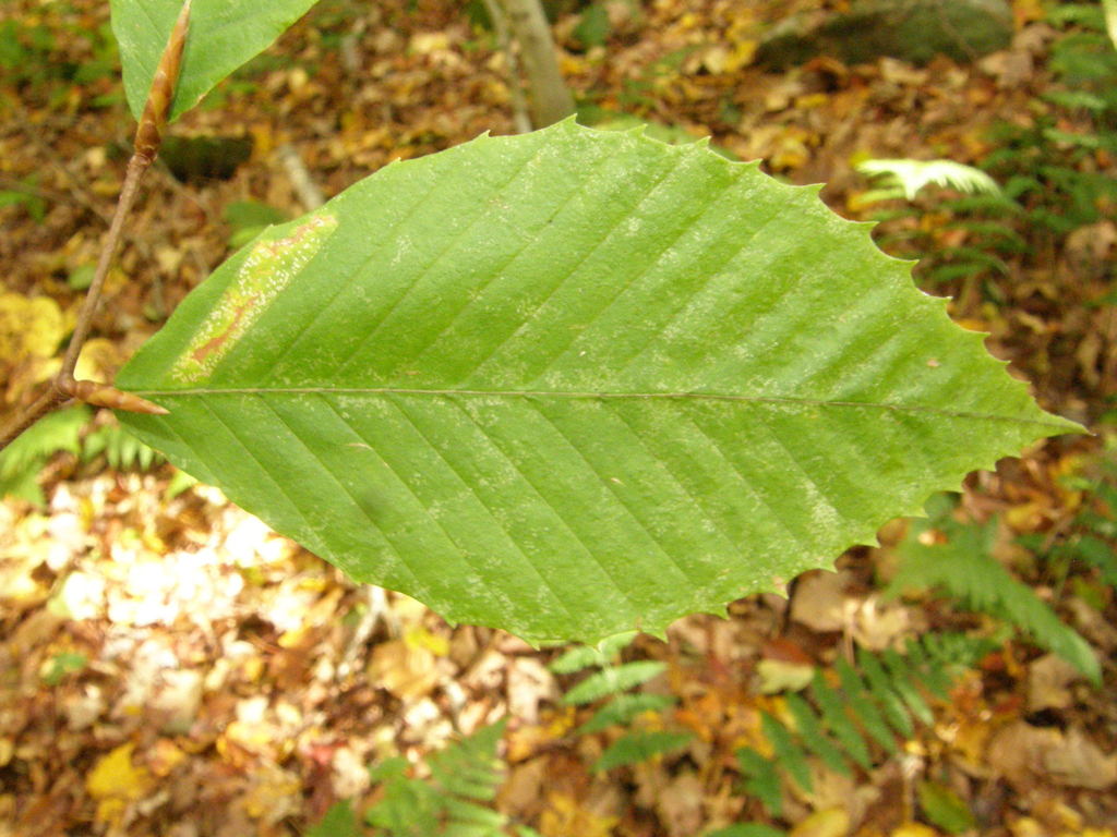 American Beech (Eco Expedition at Stone Mountain) · iNaturalist