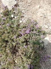Thymus calcareus