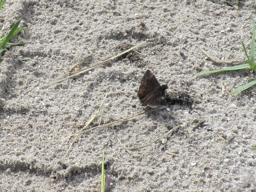 Zarucco Duskywing photo 6