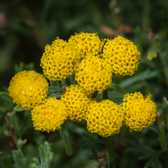 Pentzia cooperi