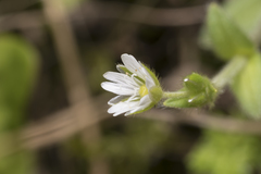 Cerastium brachypetalum
