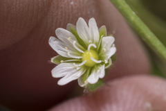Cerastium brachypetalum