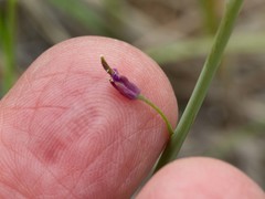Pennellia longifolia