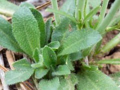 Pennellia longifolia