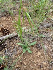 Pennellia longifolia