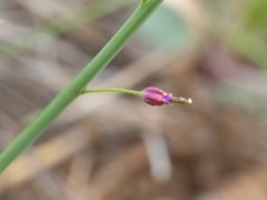 Pennellia longifolia
