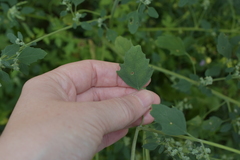 Chenopodium album