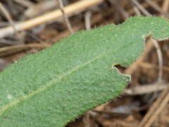 Pennellia longifolia