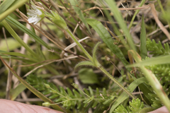Cerastium brachypetalum