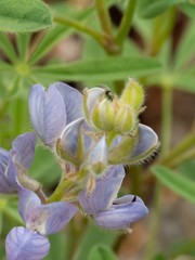 Lupinus hillii