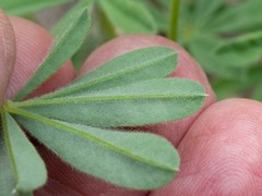 Lupinus hillii