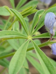 Lupinus hillii