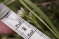 Cerastium brachypetalum