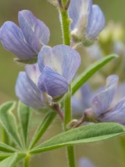 Lupinus hillii