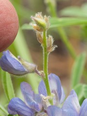Lupinus hillii