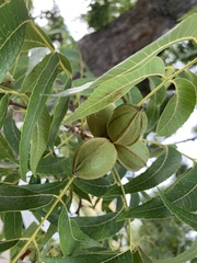 Carya illinoinensis