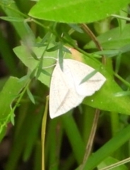 Lychnosea intermicata