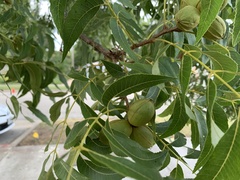 Carya illinoinensis