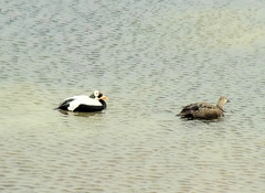 Somateria fischeri