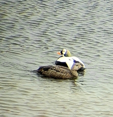 Somateria fischeri