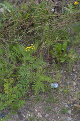 Tanacetum vulgare