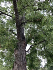 Carya illinoinensis