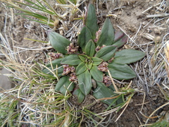 Plantago tehuelcha