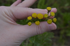 Tanacetum vulgare