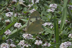 Colias croceus