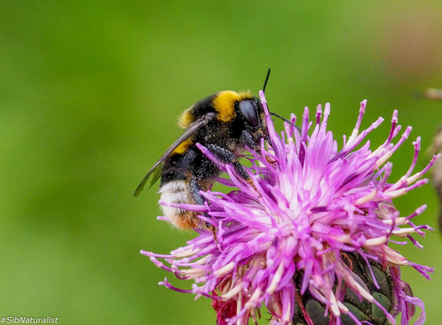 Subspecies Bombus confusus paradoxus · iNaturalist