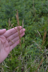 Bromus inermis