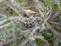 Liolaemus lineomaculatus