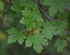Ribes aciculare