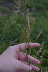 Bromus inermis