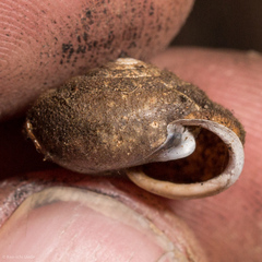 Vespericola armigera