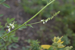 Melilotus albus
