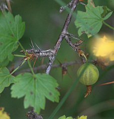 Ribes aciculare