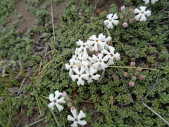 Junellia tridactylites