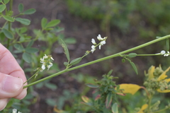 Melilotus albus