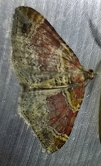 Xanthorhoe spadicearia