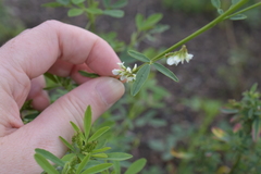 Melilotus albus